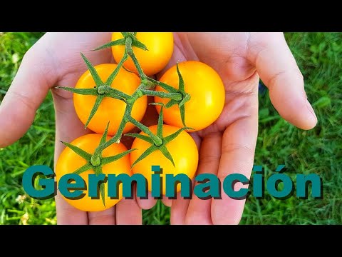 Video: Cómo Cultivar Tomates Dulces