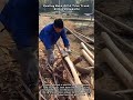 Peeling Bark Off A Tree Trunk With A Drawknife