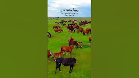 { ومن آياته يريكم البرق خوفا وطمعا وينزل من السماء ماء} #اكسبلور #ياسر_دوسري #المصحف #قران_كريم
