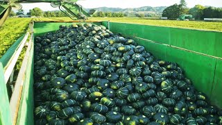 Amazing Agriculture Technology  Pumpkin,Squash,Sunflower Harvesting Machine  Modern Process Line