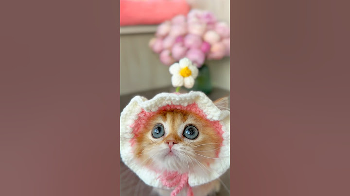 Ничего милее вы сегодня не увидите 🌸 #питомниккошек #шотландскиекотята #scottishfold #ny11