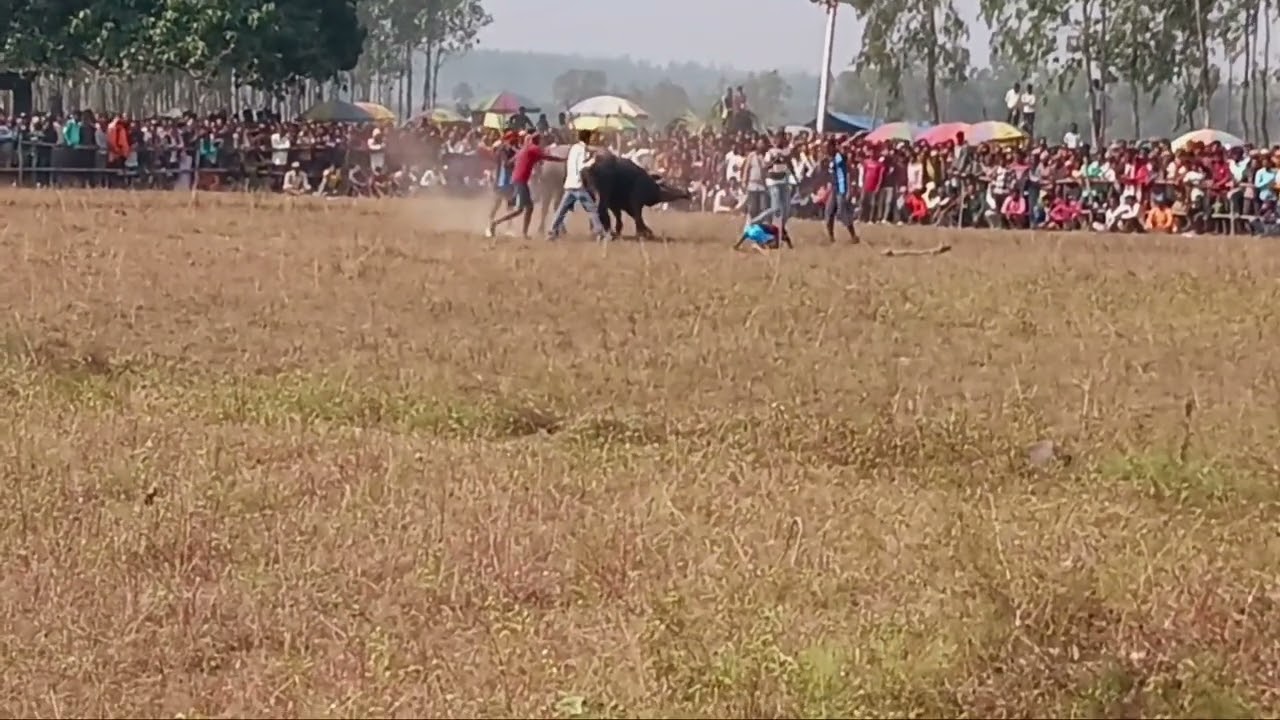 সরিষাবহাল জোৎস্না মাহাত 6 নাম্বার  কাড়ার লড়াই 