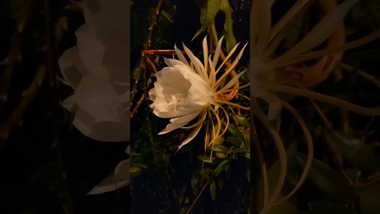 Kadupul flower blooming after 6 years! 