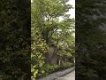 ゆかにゃんチャンネル#23「一緒にお散歩してみよう♪ その2」