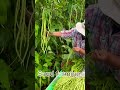 Farm life in china