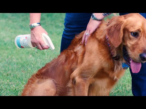 How to Use Wondercide Plant Powered Flea & Tick Spray for Pets + Home