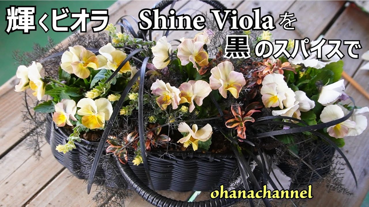 輝くビオラ🌟シャインビオラで寄せ植え Shine Violaを黒のスパイスで