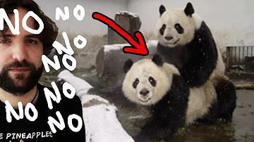 Come si riproduce un panda?