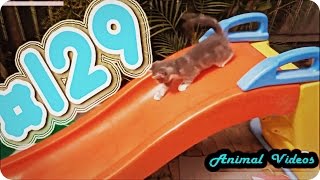 Приколы с животными №129 Кошки катаются с горки Смешные животные Animal videos Приколы с животными №129 Кошки катаются с горки Смешные животные Animal videos