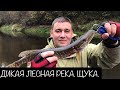 Рыбалка на Дикой реке. Псковская область.