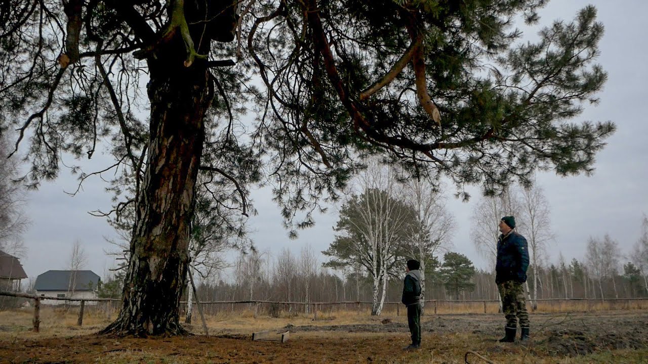 Бортна сосна в Познані