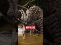 Jaguar vs Caiman — The Most Ruthless Kill Ever Caught #predators #wildlifeclips #nature