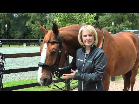 Sprenger – How to correctly fit a bit to a horse's mouth