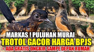 INI JELAS ! MURAI TROTOL GACOR HARGA BPJS, ADA PROMO GRATIS ONGKIR SAMPE DEPAN RUMAH