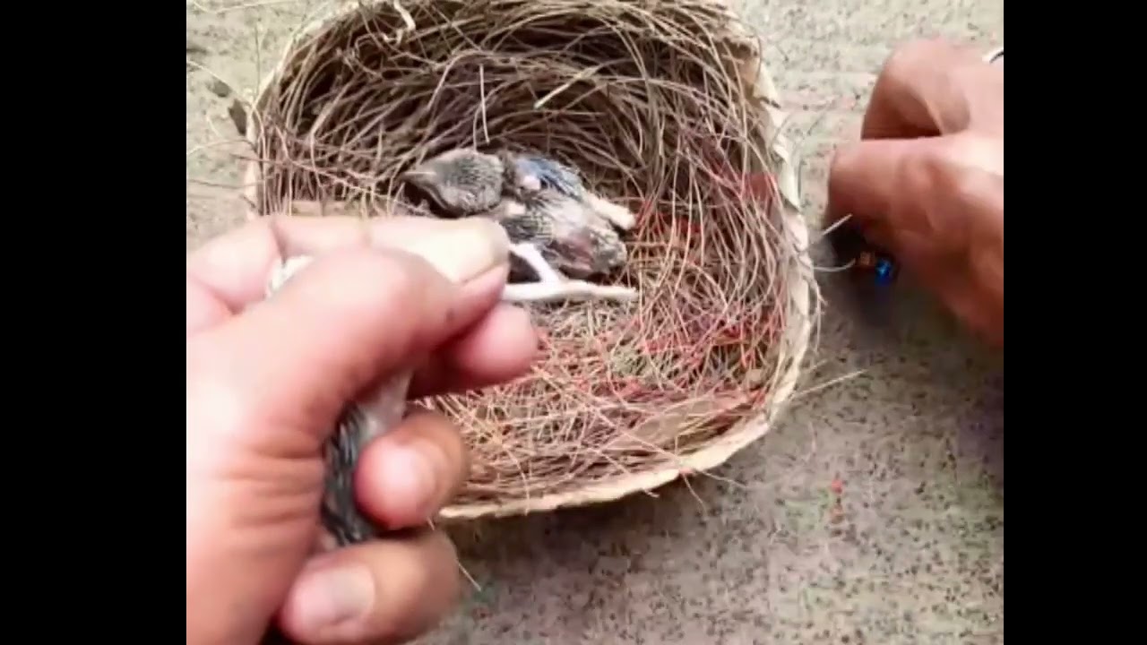 Proses pemasangan ring trotol burung cendet bolo 