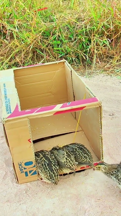 #birds #batairtrap #animaltrap #birdcontrol #batara #birdslover #flytrap #birdtrap