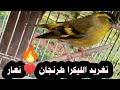 صوت طائر الليكرا الطرنجان شريط عالي الجودة تغريد النعار البري الاوراسي Chant De Tarin Aulnes 