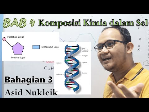 Video: Asid nukleik manakah yang terbentuk semasa transkripsi?