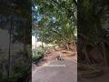 Praça Padre Gregorio de Nadal no Centro de Porto Alegre 🌳