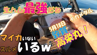 「イカメタル」高栄丸にてイカメタル！　生ハムは釣れるけど今回は・・・　マイカはプレミア、スルメはいるよ！(^^♪