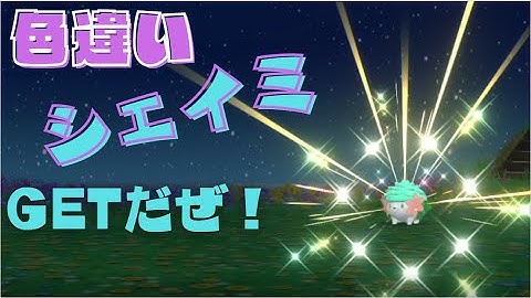 【BDSP】まさかの三桁回数？！初の自己産色違いシェイミ出た！！