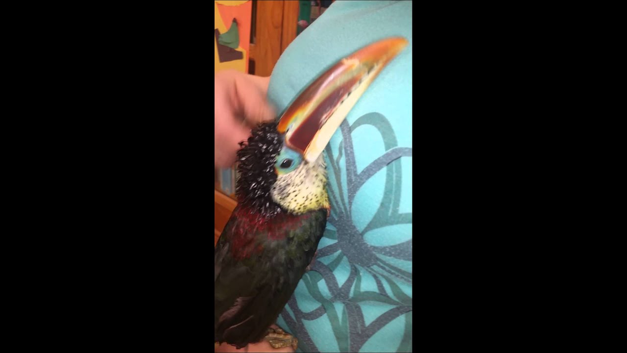 Pickles, the curl crested 
