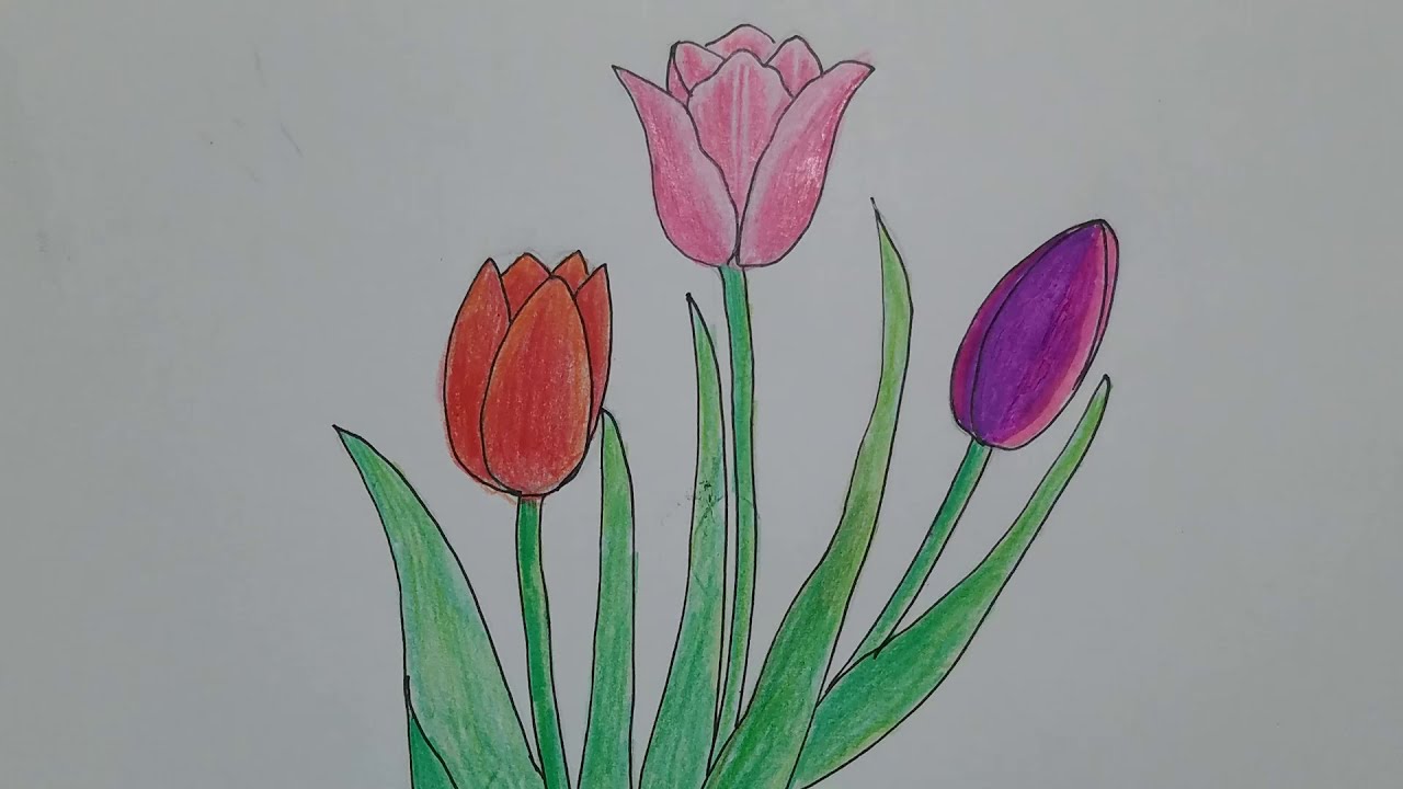 Cách Vẽ Hoa Tulip Đơn Giản - How To Draw Tulip Flower Step By Step - Youtube