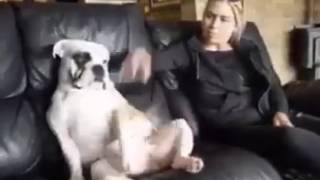 Video Lucu : Anjing garuk-garuk anunya