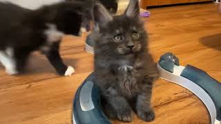 8 week old kittens and 7 week old Maine Coon Kittens Olivia s and Ana s