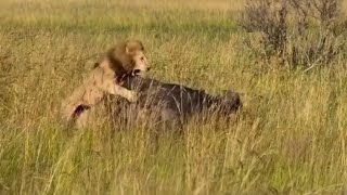 powerful male lion attack adult buffalo alone in the plain bring it down video 