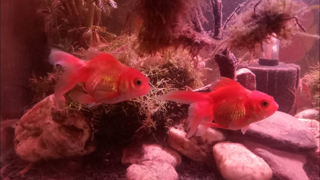 How to keep goldfish healthy (when you buy new goldfish) YouTube