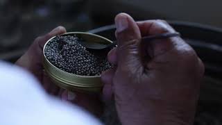 How Caviar is made, sturgeon caviar from Azerbaijan.