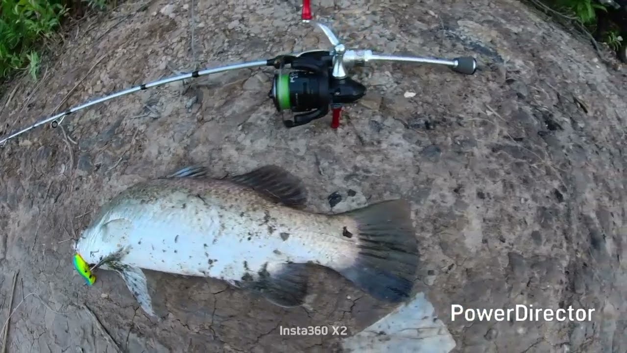 KAKAP PUTIH /  BARRAMUNDI 