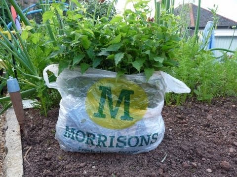 Germinate and grow Tree Seeds In Supermarket Carrier Bags (School Projects)