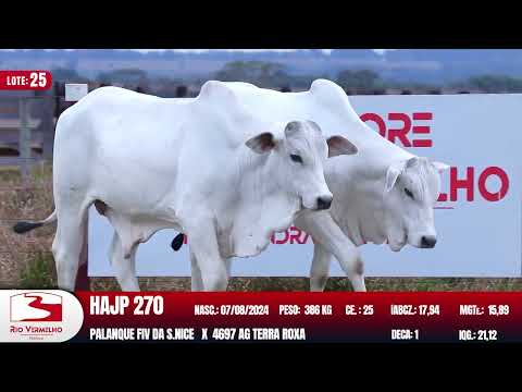 LOTE 25   HAJP 270 HAJP 290