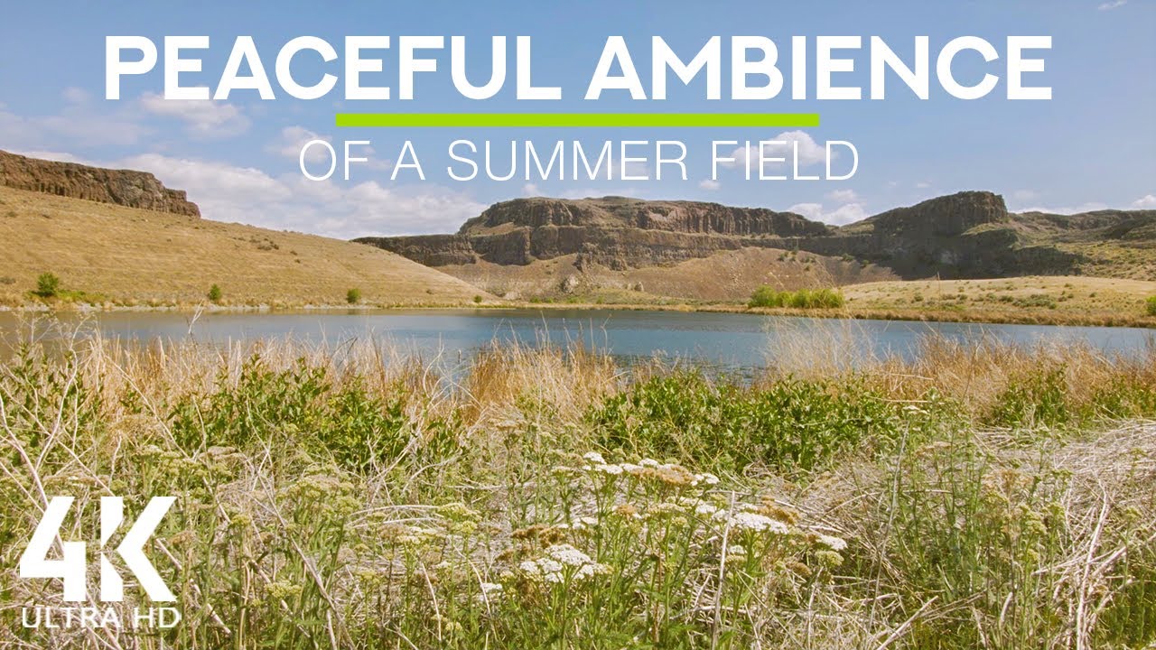 8 HOURS Calming Summer Field Ambience  - Gentle Birds Chirping, Bees Buzzing and Cicadas Sounds