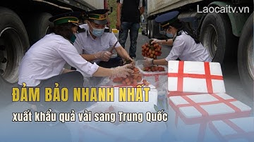 Đảm bảo nhanh nhất xuất khẩu quả vải sang Trung Quốc| THLC