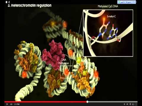 ميثلة الحامض النووى و التعبير الجينى