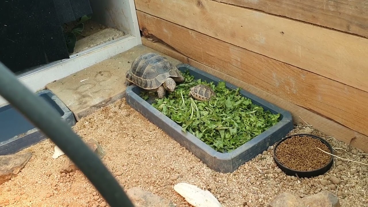 ibera greek tortoise & eastern hermann's tortoises