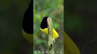 Srivalli  | Pushpa | Bird Dance Cover
