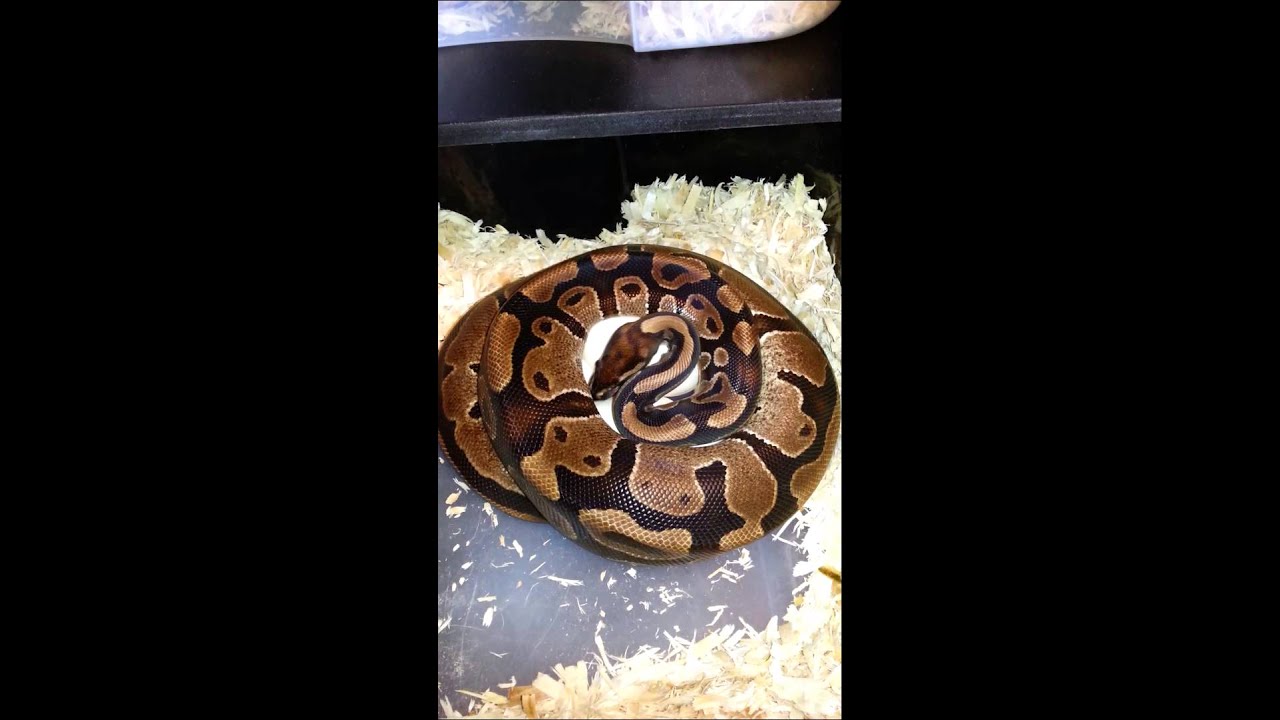pythons for sale Clutch #4 of 2014
