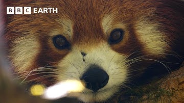 Filming the Adorable but Elusive Red Panda | The Making of Asia | BBC Earth