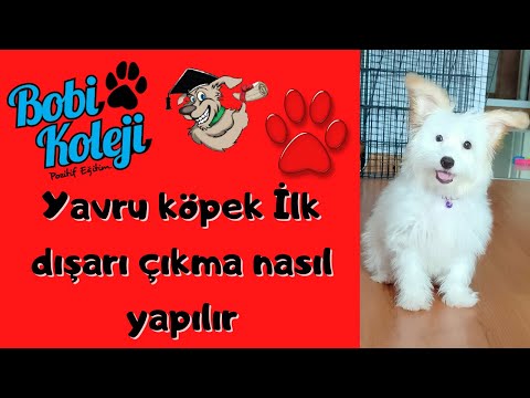 Video: Terrapin Nasıl Yetiştirilir: 9 Adım (Resimlerle)