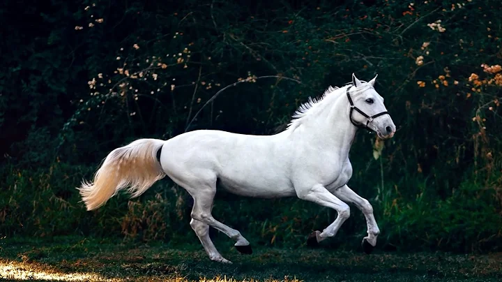 Applying Ken Burns Effect Using FFmpeg