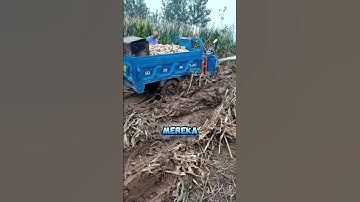 Semangat para petani di negara China ketika memanen tanaman jagung yang mereka tanam
