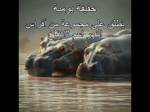 ي طلق على مجموعة من أفراس النهر اسم انتفاخ