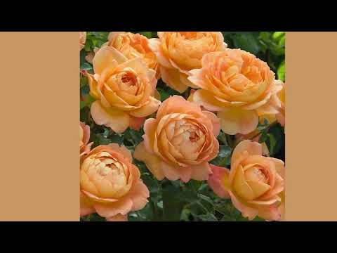 Купить Саженцы Роз