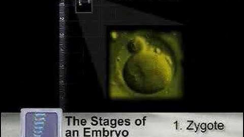 Stem Cells and Human Cloning