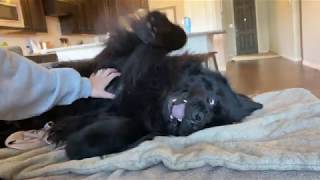 Newfie Demands Scratchies