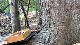 Watch the adorable antics of three squirrels as they vie for a feeding spot.